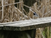 Balade_Arboretum09