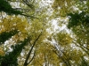 Automne_foret_03