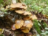 Automne_foret_04
