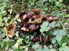 Automne_foret_06