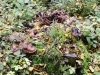 Automne_foret_07