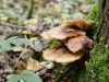 Automne_foret_09