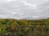 Automne_foret_31