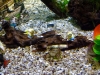 Image00007