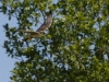 NIKON D7100__DSC1694_7071_Dxo_cr_cr