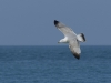 20140413_Etretat_34