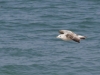 20140413_Etretat_38