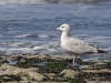20140413_Etretat_44