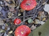 foret_006