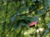 Forêt 10