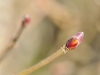 20140316_Harcourt_10