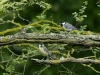 Oiseaux_01