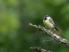 Oiseaux_02
