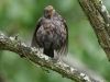 Oiseaux_04