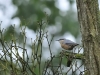 Oiseaux_05