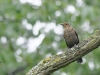 Oiseaux_06