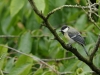 Oiseaux_11