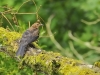 Oiseaux_13