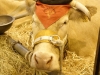 SalonAgri005.jpg