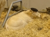 SalonAgri007.jpg