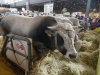 SalonAgri015.jpg