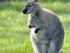 2011-04-22-09-09-29_zoo-amneville_044