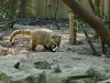 2011-04-22-09-59-30_zoo-amneville_042