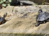 2011-04-22-10-23-10_zoo-amneville_009