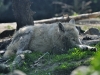 2011-04-22-10-24-44_zoo-amneville_010